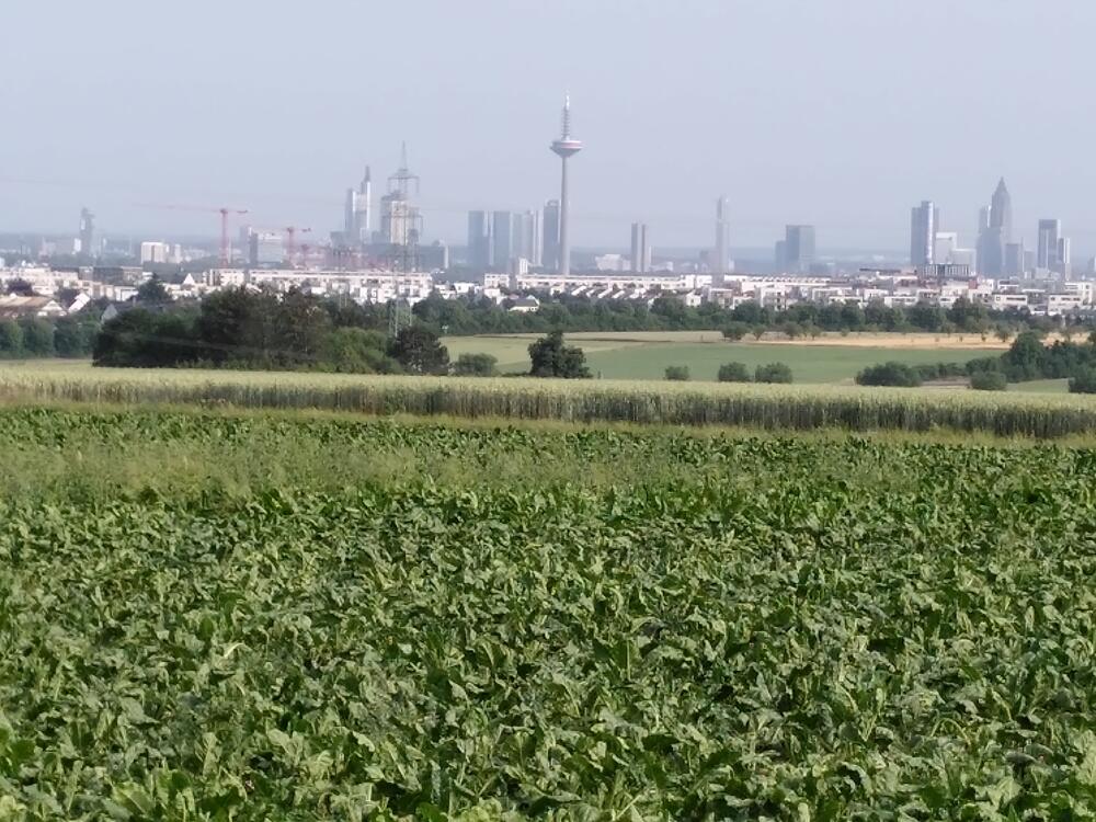 Felder mit der Skyline von Frankfurt am Main im Hintergrund © Immanuel Stieß