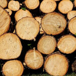 Holz - Nachwachsender CO2-Speicher und Brennstoff für die kühlere Jahreszeit © Pixabay