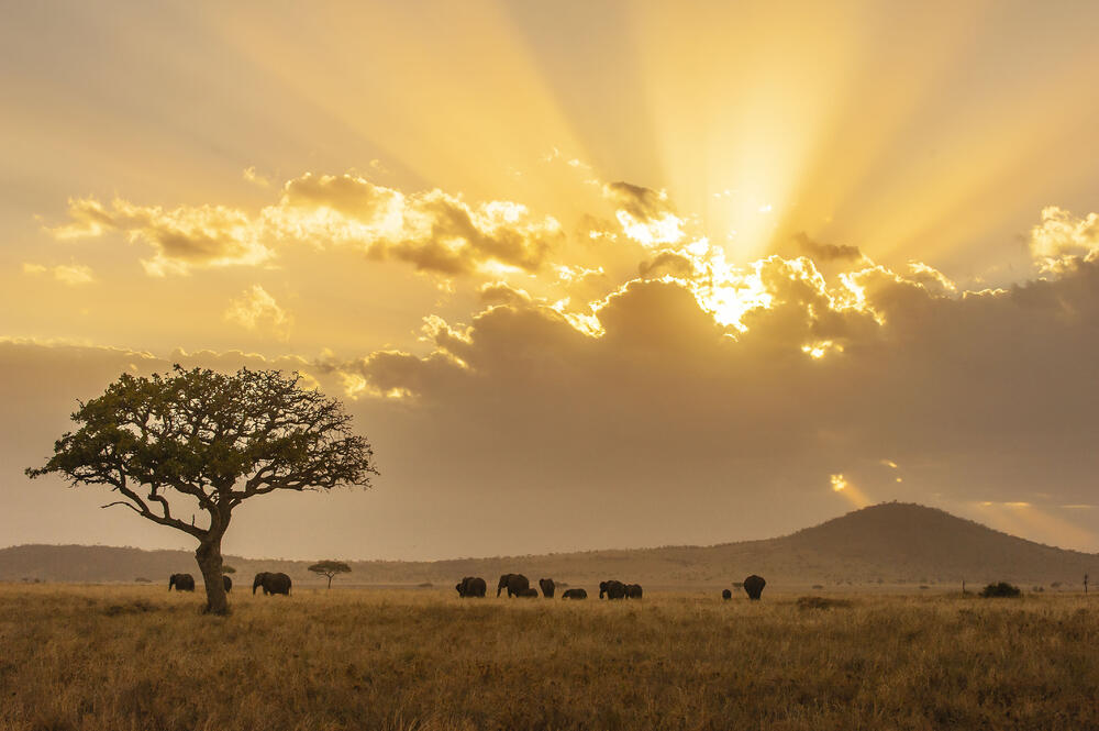Elefanten im Sonnenuntergang © Daniel Rosengren/ZGF