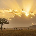 Elefanten im Sonnenuntergang © Daniel Rosengren/ZGF