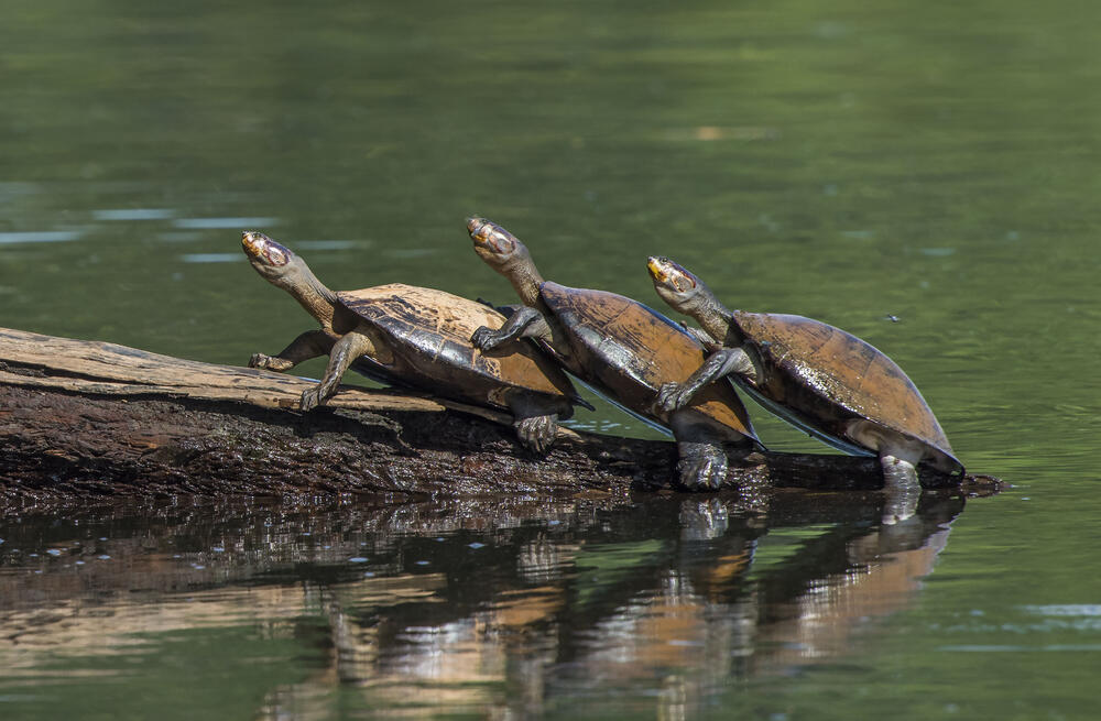 Schildkröten  © Daniel Rosengren/ZGF