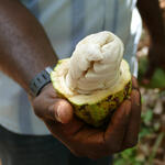 Frische Kakaofrucht © Prof. Dr. Martin Franz