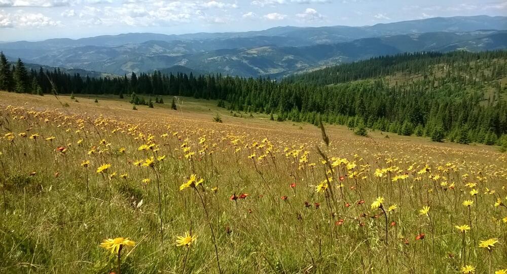 Im Grünen Band Europa: Artenreiche Graslandschaft im Apuseni-Gebirge in Rumänien © Projektpartner/Deutsche Bundesstiftung Umwelt