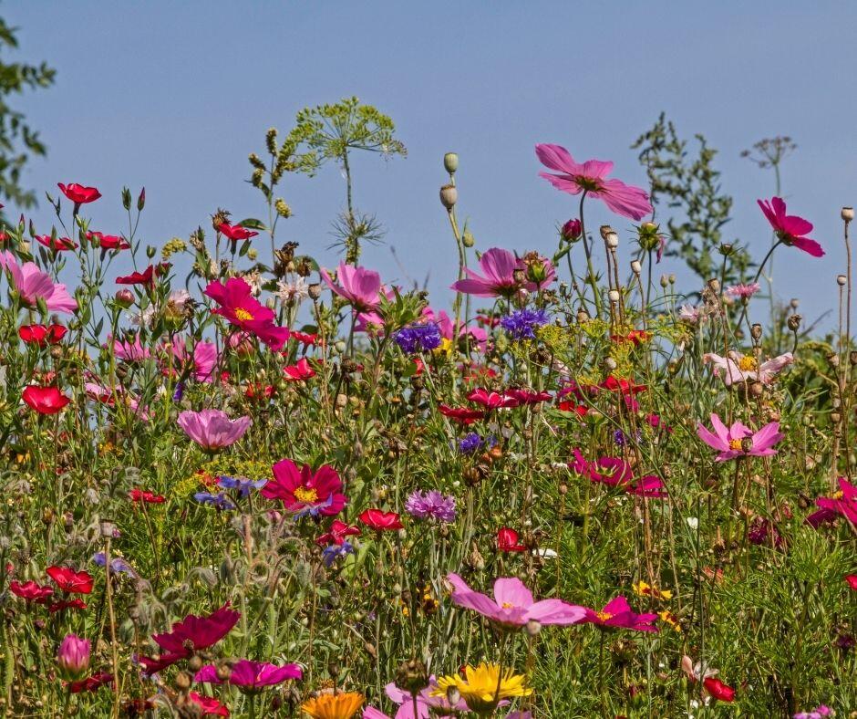 Farbenfrohe und nützliche Blumenwiese © Tinieder - Getty Images