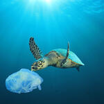 Schildkröte mit Plastiktüte - neu © Richard Carey - stock.adobe.com
