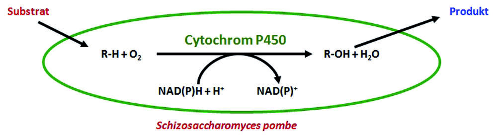 Cytochrom 