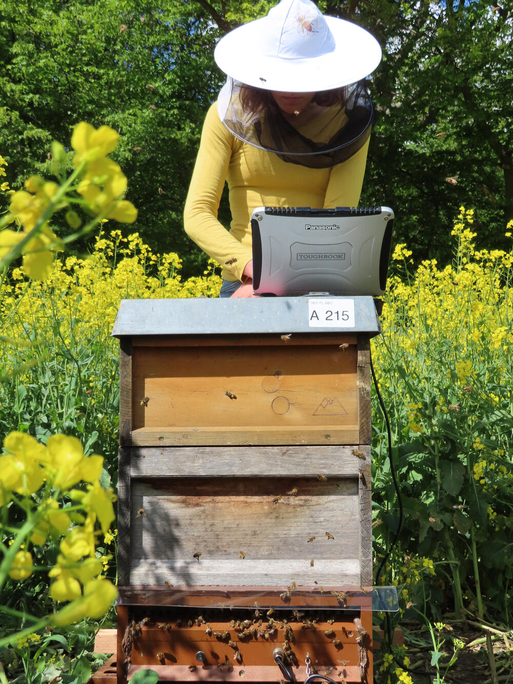 Das batteriebetriebene Gerät übermittelt die Daten an einen Rechner. Infos über einen akuten Bienennotfall können Imkerinnen und Imker dadurch in Echtzeit erhalten – selbst wenn sie gerade kilometerweit entfernt sind.  © JKI