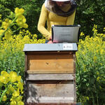 Das batteriebetriebene Gerät übermittelt die Daten an einen Rechner. Infos über einen akuten Bienennotfall können Imkerinnen und Imker dadurch in Echtzeit erhalten - selbst wenn sie gerade kilometerweit entfernt sind.  © JKI