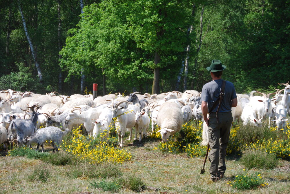 Schaf- und Ziegenherde_Wahner Heide © DBU Naturerbe
