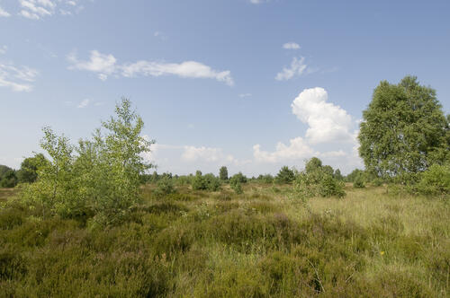 Sukzessionsfläche_Oranienbaumer Heide © Thomas Stephan